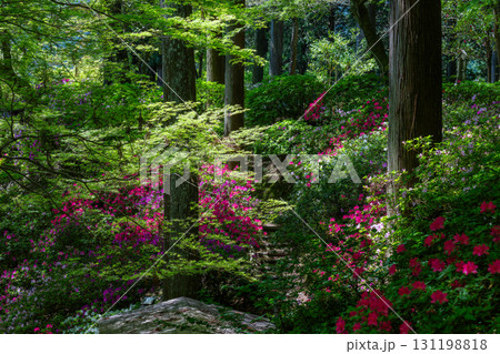 大興善寺－ツツジの寺 131198818