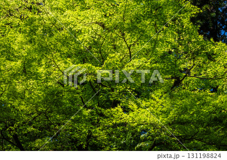 大興善寺－ツツジの寺 131198824