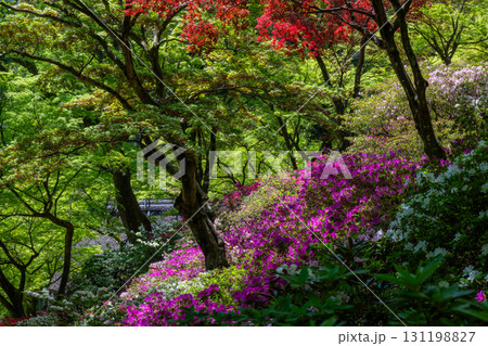大興善寺-ツツジの寺 大興善寺-ツツジの寺 131198827