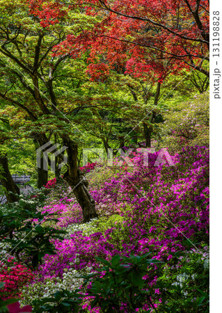 大興善寺－ツツジの寺 131198828
