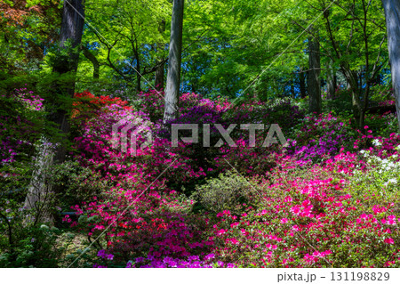 大興善寺－ツツジの寺 131198829