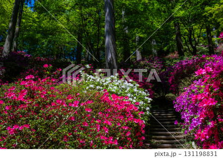 大興善寺-ツツジの寺 大興善寺-ツツジの寺 131198831