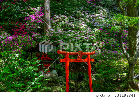 大興善寺－ツツジの寺 131198841