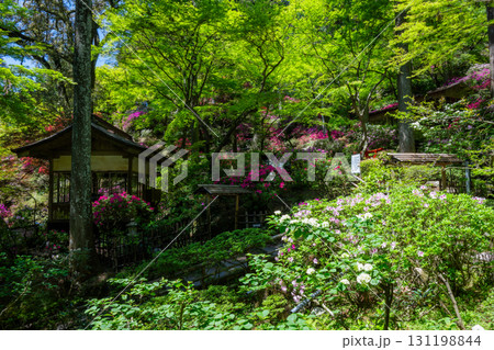 大興善寺－ツツジの寺 131198844