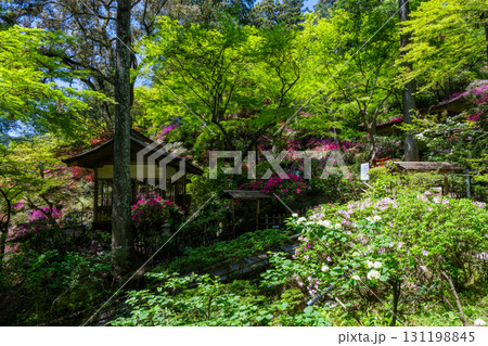 大興善寺－ツツジの寺 131198845