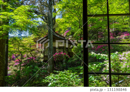 大興善寺－ツツジの寺 131198846