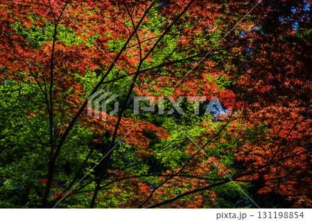 大興善寺－ツツジの寺 131198854