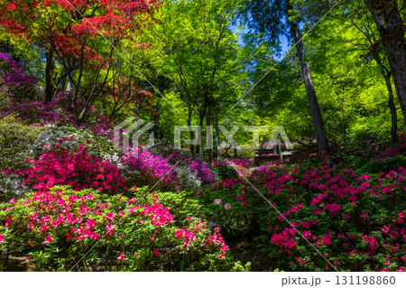 大興善寺-ツツジの寺 大興善寺-ツツジの寺 131198860