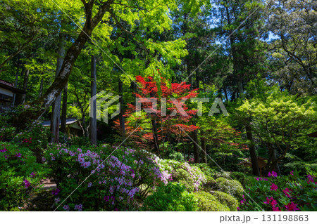 大興善寺-ツツジの寺 大興善寺-ツツジの寺 131198863