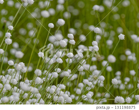 日本固有種ホシクサ科シラタマホシクサ群生 131198875