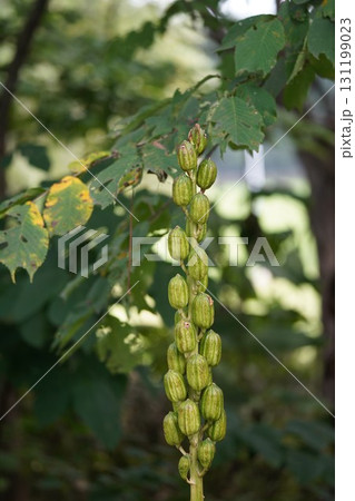 ひっそりとした森の中、晩夏のウバユリ 131199023