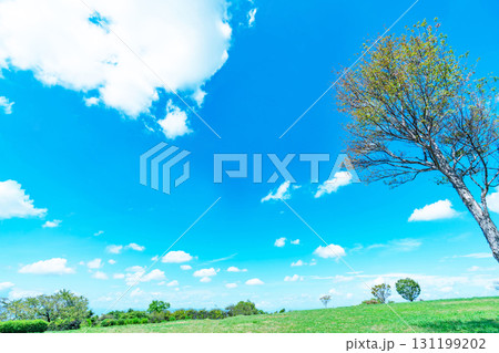 青空と雲と草原 青空と雲と草原 131199202