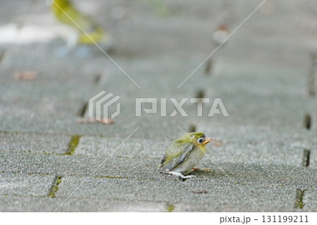地面に降りたメジロの雛 地面に降りたメジロの雛 131199211