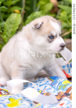 Siberian Husky dog puppy lying on blanket outdoors 131199242