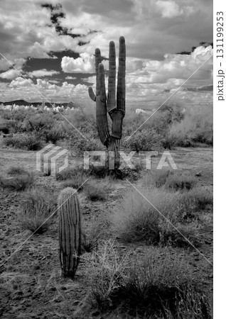 Infrared Saguaro Cactus Sonora desert Arizona Infrared Saguaro Cactus Sonora desert Arizona 131199253