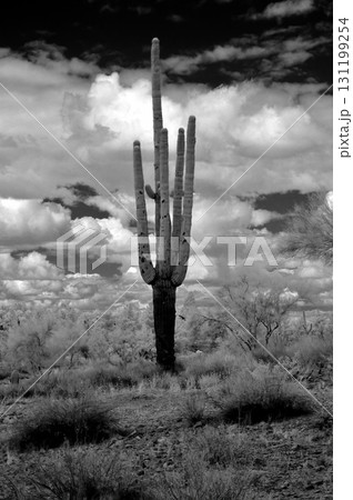 Infrared Saguaro Cactus Sonora desert Arizona Infrared Saguaro Cactus Sonora desert Arizona 131199254