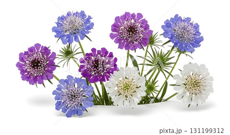 Vibrant Scabious Flowers Bouquet Isolated on White 131199312