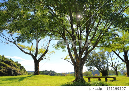 公園　ベンチ　樹木　太陽 131199397
