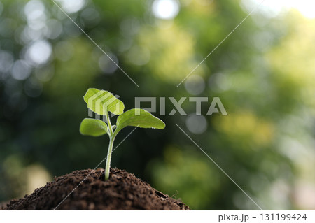 Early stage pumpkin plant sprouting Early stage pumpkin plant sprouting 131199424