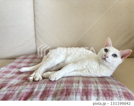 リラックス中の白猫 131199842