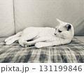 リラックス中の白猫 131199846