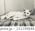 リラックス中の白猫 131199848