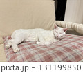 リラックス中の白猫 131199850