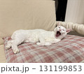 リラックス中の白猫 131199853