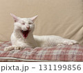 リラックス中の白猫 131199856