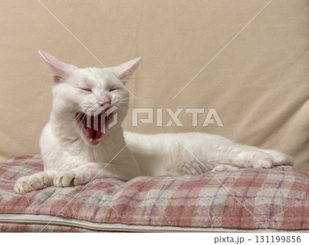 リラックス中の白猫 131199856