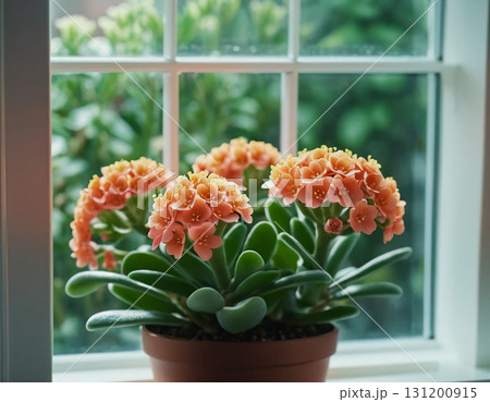 Delicate clusters of bright orange flowers bloom vibrantly in a small pot, bringing warmth and joy to the sunlit corner of a lovely indoor space Generative AI 131200915