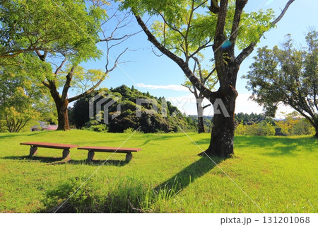 公園　ベンチ　芝生　樹木　青空 131201068