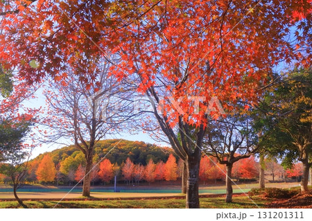 三田谷公園（兵庫県三田市）の紅葉 131201311