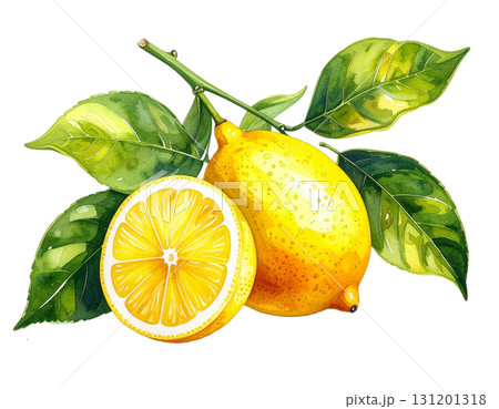 檸檬の水彩イラスト 131201318