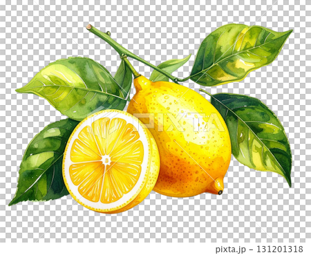 檸檬の水彩イラスト 131201318