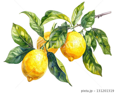 檸檬の枝の水彩イラスト 131201319
