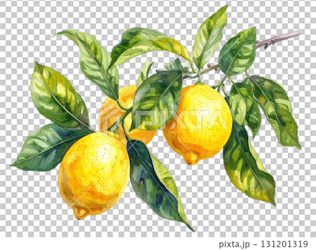 檸檬の枝の水彩イラスト 131201319
