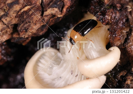 生き物　昆虫　シベリアチビオオキノコ、前胸と足はオレンジ色で頭と翅は黒色。ウスヒラタケの幼菌で 131201422