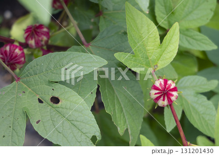 初秋のローゼルの蕾を上から覗くと手毬みたいだと思って撮った写真 初秋のローゼルの蕾を上から覗くと手毬みたいだと思って撮った写真 131201430