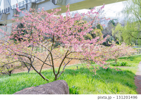 山田池公園の桜 131201496