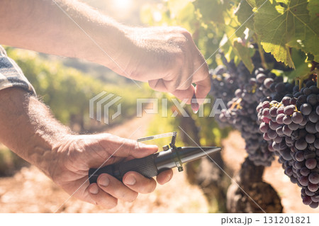 Cannonau grapes. Agronomist measures the level of sugars in grapes with the refractometer. Agriculture. Cannonau grapes. Agronomist measures the level of sugars in grapes with the refractometer. Agriculture. 131201821