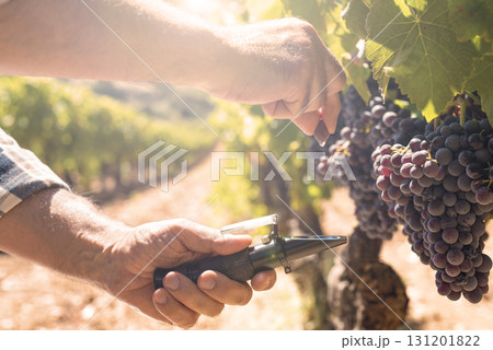 Cannonau grapes. Agronomist measures the level of sugars in grapes with the refractometer. Agriculture. 131201822