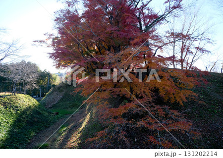 愛知県新城市_長篠城内堀2_2024年12月 131202214