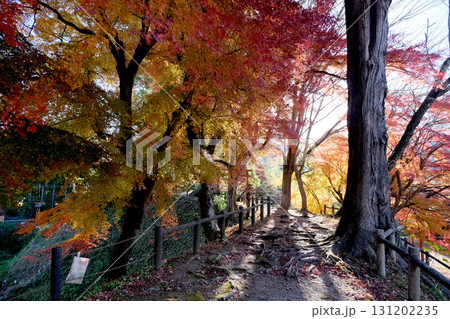 愛知県新城市_長篠城跡紅葉11_2024年12月 愛知県新城市_長篠城跡紅葉11_2024年12月 131202235
