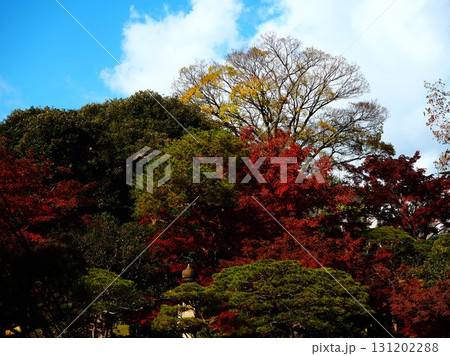 晩秋の紅葉に映える旧古河庭園の風景 131202288