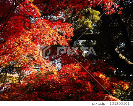 晩秋の紅葉に染まる旧古河庭園の風景 131203101