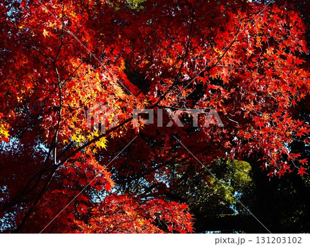 晩秋の紅葉に染まる旧古河庭園の風景 131203102