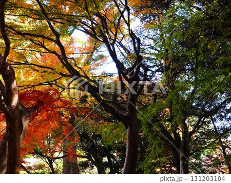 晩秋の紅葉に染まる旧古河庭園の風景 131203104