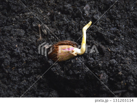 a sprouted almond pit is planted in the ground a sprouted almond pit is planted in the ground 131203114