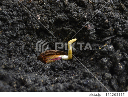 a sprouted almond pit is planted in the ground 131203115
